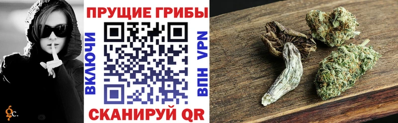 Галлюциногенные грибы Psilocybine cubensis  Брянск 